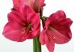 hippeastrum Hercules (1)